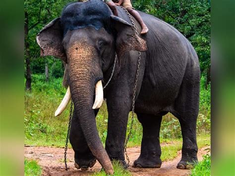 arjuna elephant died